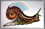 Барельефная модель Внутреннее строение брюхоногого моллюска Артикул: б125